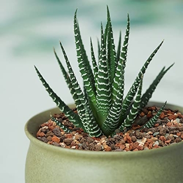 Mix Horticultural Lava Rock Pebbles for Plants and Decor