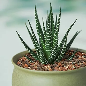 Mix Horticultural Lava Rock Pebbles for Plants and Decor