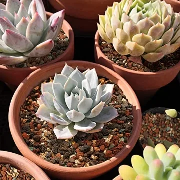 Mix Horticultural Lava Rock Pebbles for Plants and Decor