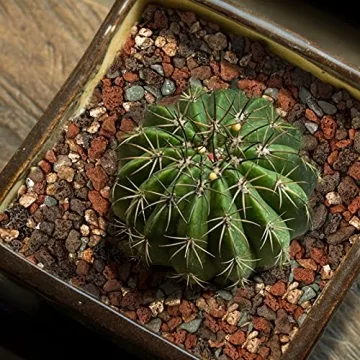 Mix Horticultural Lava Rock Pebbles for Plants and Decor