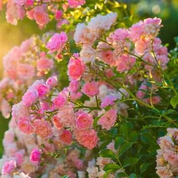 Seflore Climbing Rose Seeds 400+ Non-GMO Heirloom
