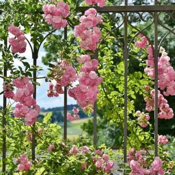 Seflore Climbing Rose Seeds 400+ Non-GMO Heirloom