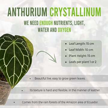 Anthurium Crystallinum by LEAL PLANTS ECUADOR Live Plants| Green Live House Plant for Indoors|Rare a...