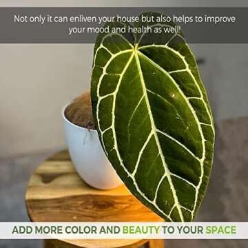 Anthurium Crystallinum by LEAL PLANTS ECUADOR Live Plants| Green Live House Plant for Indoors|Rare and Exotic Indoor Plants for Living Room|Anthuriums Live Plants |Crystallinum House Plant