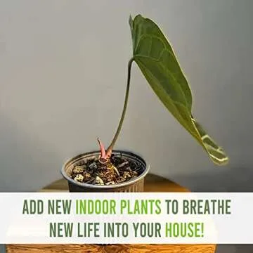 Anthurium Crystallinum by LEAL PLANTS ECUADOR Live Plants| Green Live House Plant for Indoors|Rare and Exotic Indoor Plants for Living Room|Anthuriums Live Plants |Crystallinum House Plant