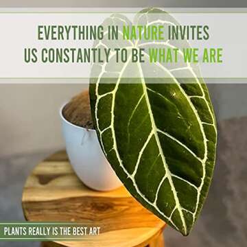 Anthurium Crystallinum by LEAL PLANTS ECUADOR Live Plants| Green Live House Plant for Indoors|Rare and Exotic Indoor Plants for Living Room|Anthuriums Live Plants |Crystallinum House Plant