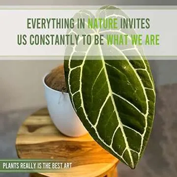 Anthurium Crystallinum by LEAL PLANTS ECUADOR Live Plants| Green Live House Plant for Indoors|Rare and Exotic Indoor Plants for Living Room|Anthuriums Live Plants |Crystallinum House Plant