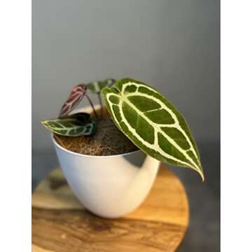 Anthurium Crystallinum by LEAL PLANTS ECUADOR Live Plants| Green Live House Plant for Indoors|Rare and Exotic Indoor Plants for Living Room|Anthuriums Live Plants |Crystallinum House Plant