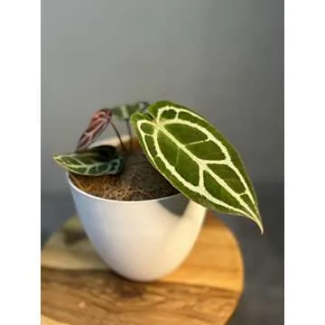 Anthurium Crystallinum by LEAL PLANTS ECUADOR Live Plants| Green Live House Plant for Indoors|Rare and Exotic Indoor Plants for Living Room|Anthuriums Live Plants |Crystallinum House Plant