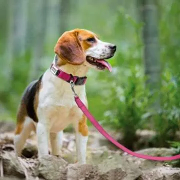 Joytale Personalized Dog Collars for All Sizes - Reflective and Comfy