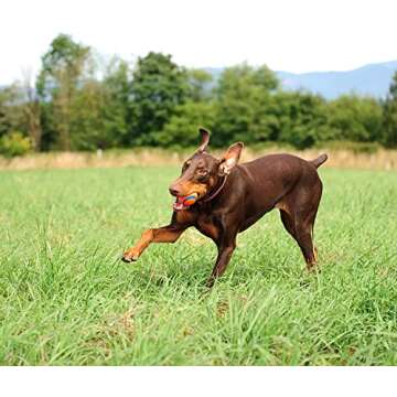 Chuckit! Ultra Ball and The Whistler Ball Dog Toys, Large (3.0 and 3.0 Inch Diameter) for Dogs 60-100 lbs