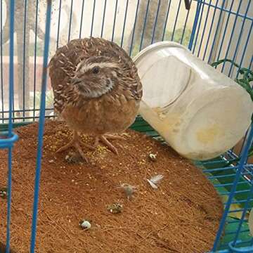 Kathson Bird Nesting Pads - Warm Coconut Fiber Bedding