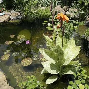 Beckett Aquatic Plant Basket for Ponds and Gardening