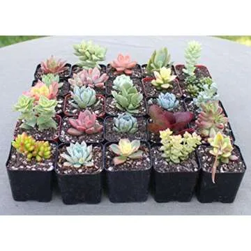 Succulent Plant Soil, Natural All-Purpose Cactus, Aloe Vera, and Succulent Potting Soil, 1 Quart Sized Bag, Premium Fast Draining Mix