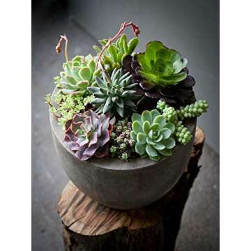 Succulent Plant Soil, Natural All-Purpose Cactus, Aloe Vera, and Succulent Potting Soil, 1 Quart Sized Bag, Premium Fast Draining Mix