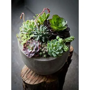 Succulent Plant Soil, Natural All-Purpose Cactus, Aloe Vera, and Succulent Potting Soil, 1 Quart Sized Bag, Premium Fast Draining Mix