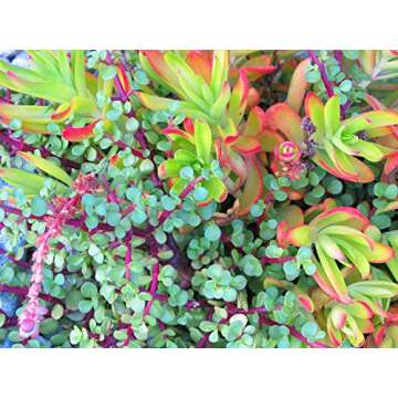 Succulent Plant Soil, Natural All-Purpose Cactus, Aloe Vera, and Succulent Potting Soil, 1 Quart Sized Bag, Premium Fast Draining Mix