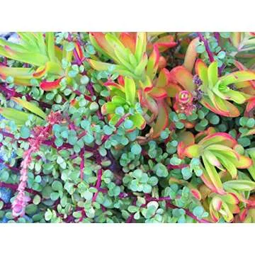 Succulent Plant Soil, Natural All-Purpose Cactus, Aloe Vera, and Succulent Potting Soil, 1 Quart Sized Bag, Premium Fast Draining Mix