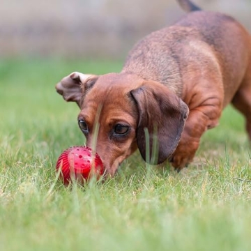 Pet Qwerks Blinky Babble Ball - Interactive Chew Toy