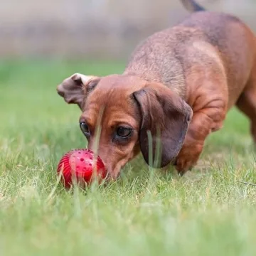 Pet Qwerks Blinky Babble Ball - Interactive Chew Toy