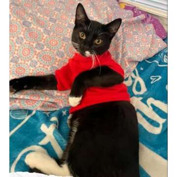 Cat Sweaters Shirts for Cats - Hairless Cat Cotton Tshirts Pet Clothes - Pullover Kitten T-Shirts with Sleeves - Cats & Small Dogs Apparel (Red, Medium)