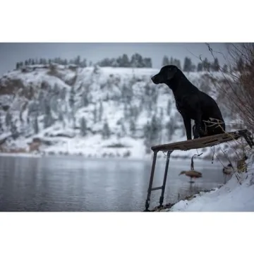 Momarsh Adjustable Dog Training Platform for Hunters & Trainers