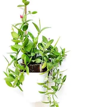 Eco-Friendly 16 Inch Bamboo Plant Stakes for Gardening