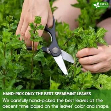 FreshDrinkUS Premium Spearmint Tea Bags - 100% Natural