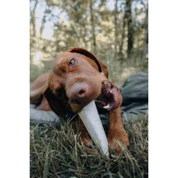 Cadet Double Stuffed Shin Bone - Durable, Dental Health Chew
