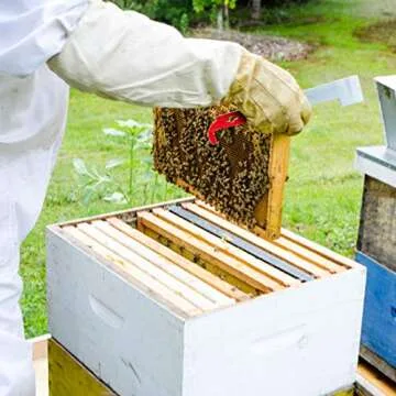 Blisstime Stainless Frame Lifter for Beekeeping Tools