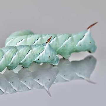 DBDPet Premium 20-30ct Live Hornworms - Food for Bearded Dragons, Leopard Geckos, Frogs, Chameleons,...