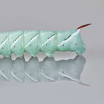 DBDPet Premium 20-30ct Live Hornworms - Food for Bearded Dragons, Leopard Geckos, Frogs, Chameleons, Tegus, and Other Reptiles!