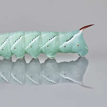 DBDPet Premium 20-30ct Live Hornworms - Food for Bearded Dragons, Leopard Geckos, Frogs, Chameleons, Tegus, and Other Reptiles!