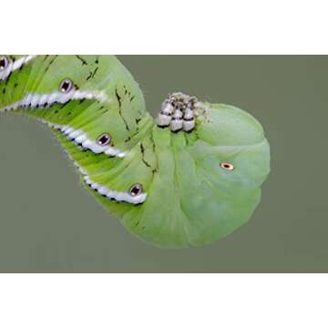 DBDPet Premium 20-30ct Live Hornworms - Food for Bearded Dragons, Leopard Geckos, Frogs, Chameleons, Tegus, and Other Reptiles!