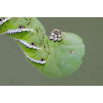 DBDPet Premium 20-30ct Live Hornworms - Food for Bearded Dragons, Leopard Geckos, Frogs, Chameleons, Tegus, and Other Reptiles!