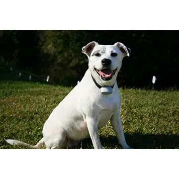 Perimeter R21 Invisible Fence Dog Collar - Waterproof & Affordable