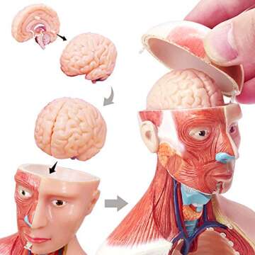 EVOTECH 2022 Newest Human Body Model for Kids, 15 Pcs 11 inch Human Torso Anatomy Model with Heart S...