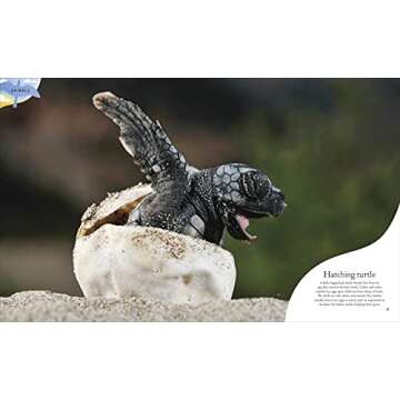 Nature's Treasures: Tales Of More Than 100 Extraordinary Objects From Nature (DK Treasures)