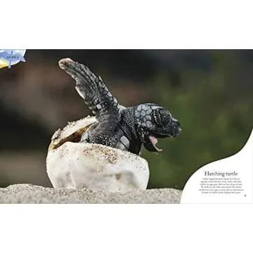 Nature's Treasures: Tales Of More Than 100 Extraordinary Objects From Nature (DK Treasures)