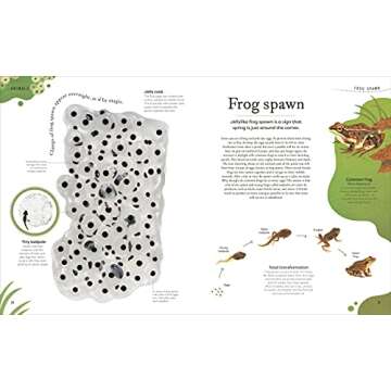 Nature's Treasures: Tales Of More Than 100 Extraordinary Objects From Nature (DK Treasures)