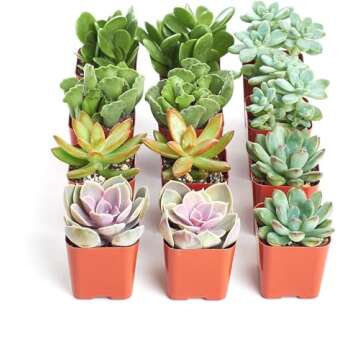 Shop Succulents Assorted Succulent Plant Pack Collection - Live Mini Succulent Plants, Low Maintenan...