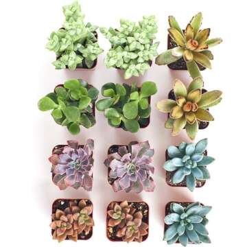 Live Mini Succulents Collection - Perfect for Gifts & Events