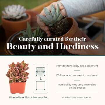 Live Mini Succulents Collection - Perfect for Gifts & Events