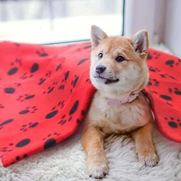 AK KYC 6 Pack Mixed Puppy Blanket Cushion Dog Cat Fleece Blankets Pet Sleep Mat Pad Bed Cover with Paw Print Kitten Soft Warm Blanket for Animals…