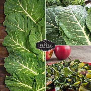 Survival Garden Seeds - Georgia Southern Collards Seed for Planting - Pack with Instructions to Plant and Grow Healthy Collard Greens in Your Home Vegetable Garden - Non-GMO Heirloom Variety - 1 Pack