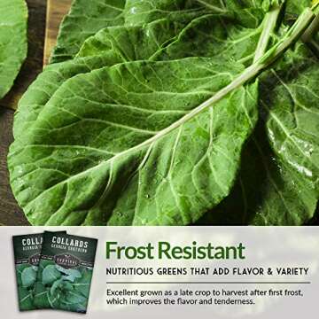 Survival Garden Seeds - Georgia Southern Collards Seed for Planting - Pack with Instructions to Plant and Grow Healthy Collard Greens in Your Home Vegetable Garden - Non-GMO Heirloom Variety - 1 Pack
