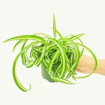 Rooted Spider Plant Bonnie, Chlorophytum Comosum Bonnie, Live, Live Indoor, Home Decor, Easy to Grow...