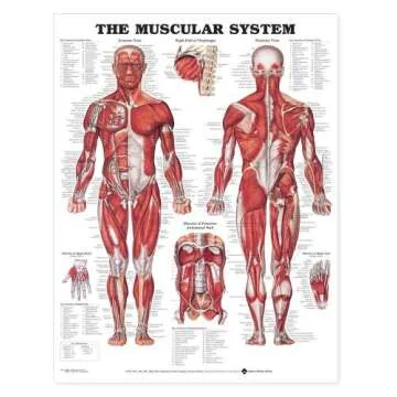 The Muscular System Giant Chart - Educational Anatomy Poster