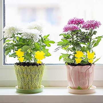 72PCS Fruit Fly Sticky Traps for Indoor and Outdoor Use