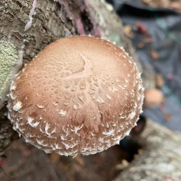Premium Shiitake Mushroom Plug Spawn for Outdoor Growth
